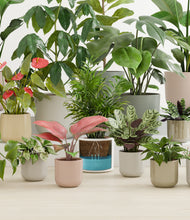 Load image into Gallery viewer, Frosted Dawn
