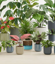 Load image into Gallery viewer, Patina
