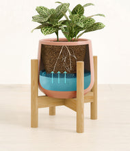 Load image into Gallery viewer, Calm Rose stand:bamboo
