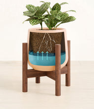 Load image into Gallery viewer, Gentle Pink stand:walnut
