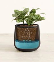 Load image into Gallery viewer, Black
