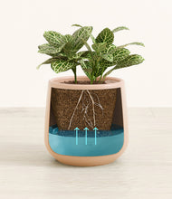 Load image into Gallery viewer, Gentle Pink
