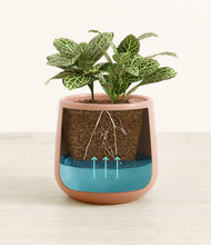 Load image into Gallery viewer, Calm Rose
