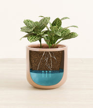 Load image into Gallery viewer, Glossy Pink
