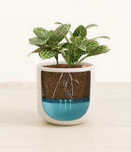 Load image into Gallery viewer, Cotton White
