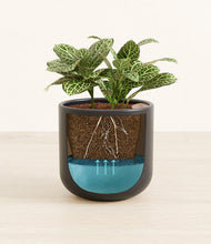 Load image into Gallery viewer, Stone Black
