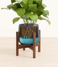 Load image into Gallery viewer, Deep Navy stand:walnut
