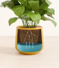 Load image into Gallery viewer, Mustard
