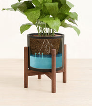 Load image into Gallery viewer, Black stand:walnut
