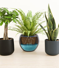 Load image into Gallery viewer, Eclipse
