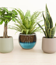 Load image into Gallery viewer, Patina
