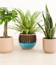 Load image into Gallery viewer, Desert Blush
