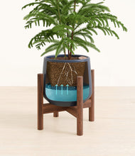 Load image into Gallery viewer, Deep Navy stand:walnut
