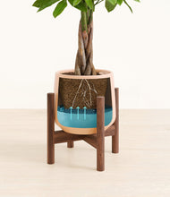 Load image into Gallery viewer, Gentle Pink stand:walnut
