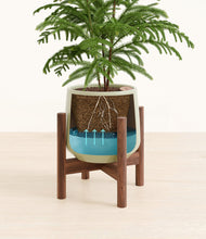 Load image into Gallery viewer, Turquoise stand:walnut
