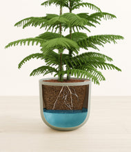 Load image into Gallery viewer, Sage Green
