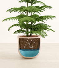 Load image into Gallery viewer, Sandy Pink
