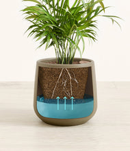 Load image into Gallery viewer, Olive
