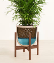 Load image into Gallery viewer, Sandy Pink stand:walnut
