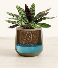 Load image into Gallery viewer, Olive
