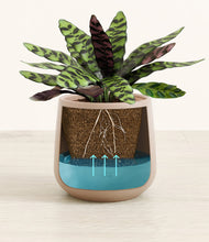 Load image into Gallery viewer, Eternal Gray
