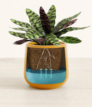 Load image into Gallery viewer, Mustard
