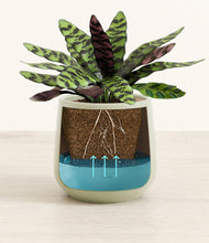 Load image into Gallery viewer, Turquoise
