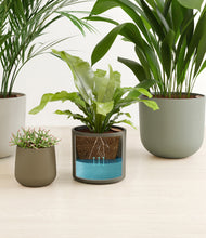 Load image into Gallery viewer, Woodland
