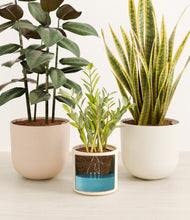 Load image into Gallery viewer, Sandy
