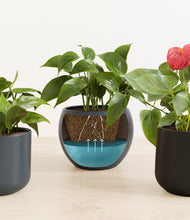 Load image into Gallery viewer, Eclipse
