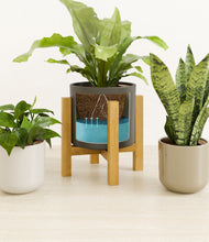 Load image into Gallery viewer, Calm Clay stand:light
