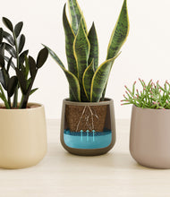 Load image into Gallery viewer, Woodland
