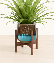 Load image into Gallery viewer, Olive stand:walnut
