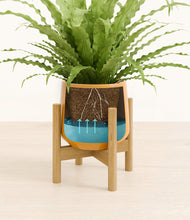 Load image into Gallery viewer, Mustard stand:bamboo
