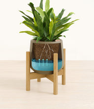 Load image into Gallery viewer, Olive stand:bamboo
