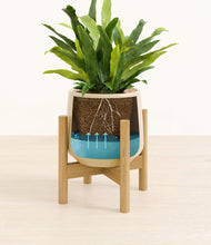 Load image into Gallery viewer, Almond Green stand:bamboo
