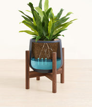 Load image into Gallery viewer, Deep Navy stand:walnut
