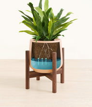 Load image into Gallery viewer, Gentle Pink stand:walnut
