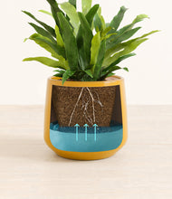 Load image into Gallery viewer, Mustard
