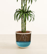 Load image into Gallery viewer, Natural Bamboo
