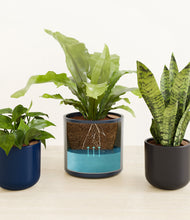 Load image into Gallery viewer, Eclipse
