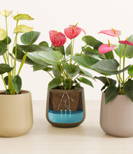 Load image into Gallery viewer, Earthy stand:all
