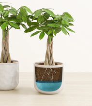 Load image into Gallery viewer, Ivory Peaks
