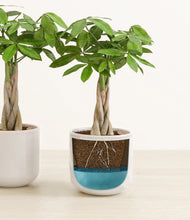 Load image into Gallery viewer, Arctic Whisper
