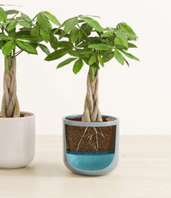 Load image into Gallery viewer, Frosted Lagoon
