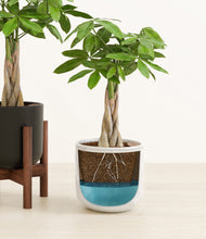 Load image into Gallery viewer, Midnight Snow stand:one_stand
