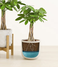 Load image into Gallery viewer, Winter Glow stand:one_stand
