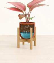 Load image into Gallery viewer, Glossy Red stand:bamboo
