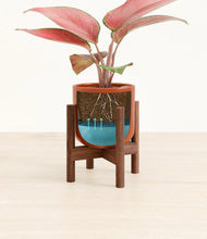 Load image into Gallery viewer, Glossy Red stand:walnut
