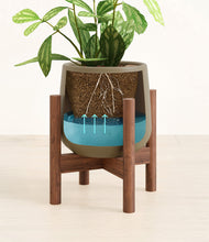 Load image into Gallery viewer, Olive stand:walnut
